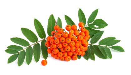 Bright orange berries cluster with green leaves