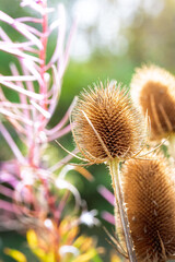 Wildflower teasel flower head, gone to seed, September 2025, Hauxley Nature Reserve,...