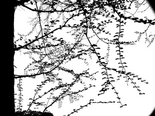 曇った白い空と黒い木のシルエット