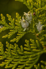 Close up view of fir foliage showcasing vibrant green needles and small white flowers. This scene captures the beauty of nature in a tranquil forest habitat at dusk.