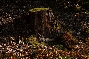 El árbol caído llenándose de vida