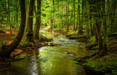 Fototapeta premium Wald, Bach, Bäume und Sonne
