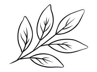 Leaf branch thin outline. Vector isolated hand drawn illustration on white background. 