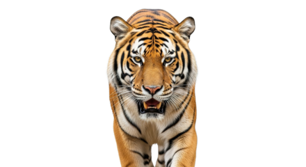 Tiger head and shoulders facing forward isolated on a white background.