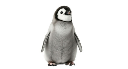 A single penguin chick stands centered on a plain white background.