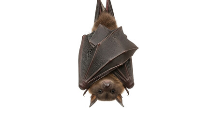 A bat hangs upside down against a white background looking at the viewer.