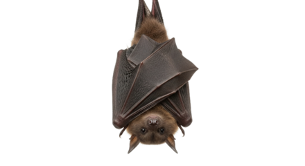 A bat hangs upside down against a white background looking at the viewer.