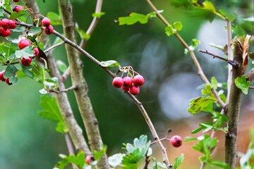 Fototapeta premium Hawthorn berries on tree branches in autumn sunlight, Hauxley Nature Reserve, Northumberland, September 2025