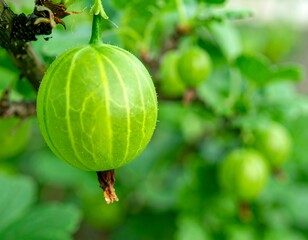 Close-up of green gooseberries on a branch