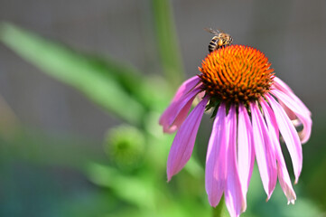 bee on a flower