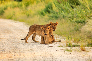 Two lion cubs interrupt their play to look photographer