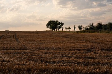 El hogar de los arboles al atardecer