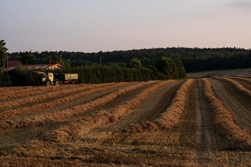 trigo reci&eacute;n cortado reposando en los rayos del sol