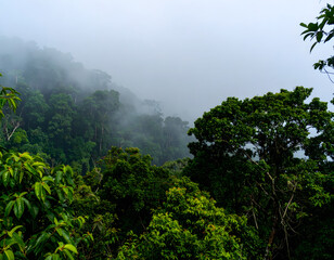 Obraz premium Lush Green Jungle Landscape with Misty Fog in Tropical Mountain Range