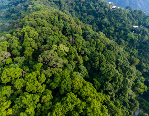 Lush Green Forest Canopy Aerial View over Dense Foliage Landscape