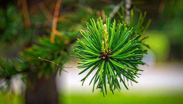 Close-up of a pine cone bud - Powered by Adobe