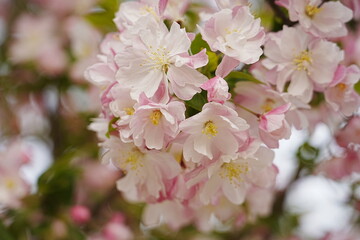 Haitang flowers bloom in spring