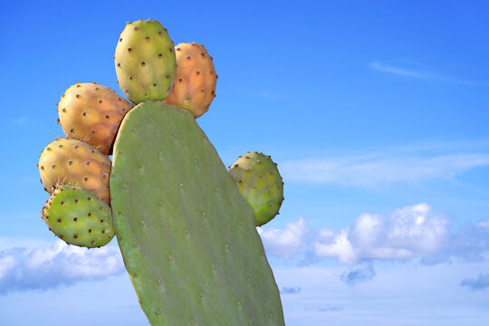 Prickly pear on a cactus. ( Cactus fig )
