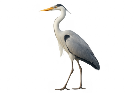 Grey heron bird standing with transparent background