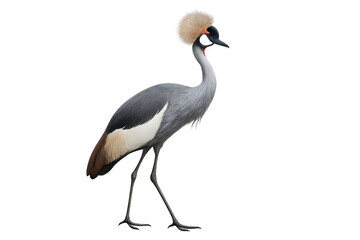 Obraz premium Grey crowned crane bird walking on transparent background