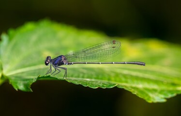 Black Damselfly Macro on Green Leaf with Soft Background