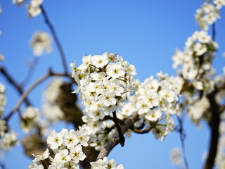Pear flower in full bloom in spring