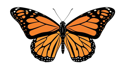 Monarch butterfly with orange wings and black markings isolated on white background.