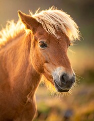 Obraz premium Portrait of a horse in golden light