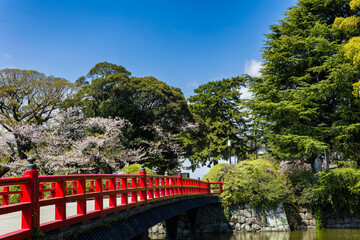 Blooming cherry trees and lush greenery at Odawara Castle park in Japan during spring