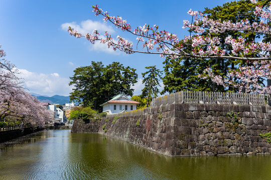 Scenic view of Odawara Castle with cherry blossoms and a water-filled moat in spring