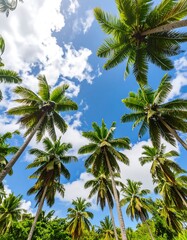 Obraz premium Palm trees reaching for a blue sky