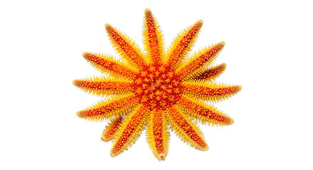 Orange flower with many petals and red center on a white background.