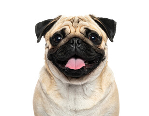 Obraz premium Pug dog portrait isolated on transparent background..