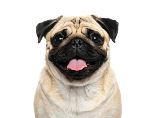 Pug dog portrait  isolated on transparent background..