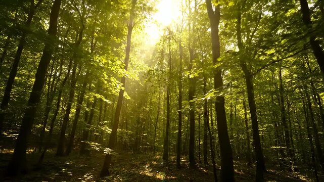 Dolly Shot Gliding Through a Dappled Forest Canopy with Sun Rays Piercing Through Dense Foliage DeepForest, Vibrant, DenseFoliage