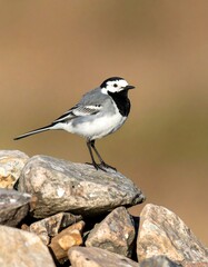 A small, black and white bird perches on a pile of rocks against a blurred earthy background