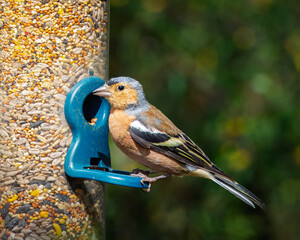 A chaffinch bird sits on the feeders at Hauxley Nature Reserve, Northumberland Sept 2025