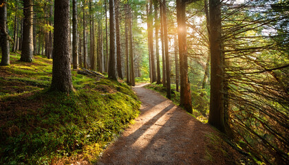 Obraz premium Forest Trail Hiking Path