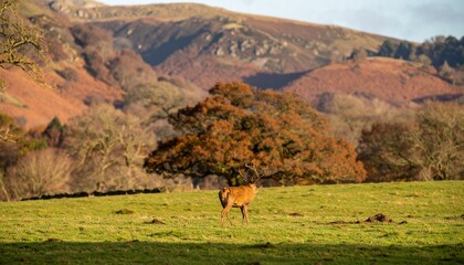 Fototapeta premium Red deer stag in a grassy field, autumnal landscape.