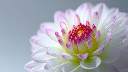 Obraz premium Dahlia's Delicate Embrace: A breathtaking close-up of a dahlia, its pristine petals unfurling in a display of intricate detail.