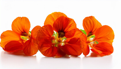 Nasturtium Orange Flowers Tropaeolum Majus Isolated On Whit