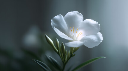 Obraz premium Floral Serenity: A delicate close-up captures the ethereal beauty of a pristine white flower, its petals unfurling gracefully against a soft, muted backdrop. 