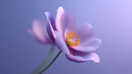 Obraz premium Delicate Floral Beauty: A single, exquisite flower with soft purple petals blooms gracefully against a diffused, pastel backdrop.