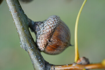Pin oak acorns in early autumn. © Mariusz