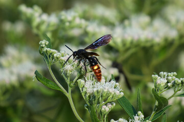 Scolia dubia, also known as the two-spotted scoliid wasp or a blue-winged scoliid wasp, is a species in the family Scoliidae.