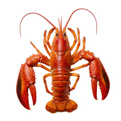 Bright red lobster isolated on transparent background