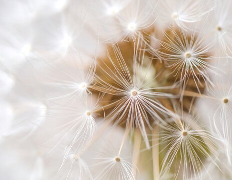 Close-up of dandelion seed head (1)
