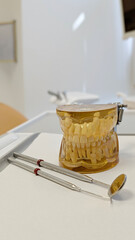 Close-up of dental model with upper and lower jaw in bright dentist office. Professional tool for patient education, oral care explanation and dental treatment planning.