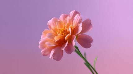 Obraz premium Vibrant Cosmos Flower: A stunning cosmos flower, showcasing its delicate pink petals and intricate center, is presented against a gradient purple backdrop, evoking feelings of beauty and serenity.