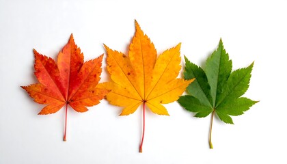Fototapeta premium Autumn leaves in transition